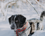 Собаки в Москве: Неугомонный Лео в поисках дома Мальчик, Бесплатно - фото 5