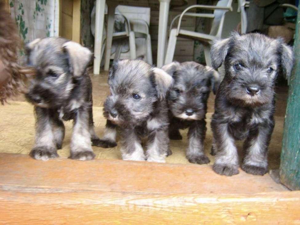 Собаки в Москве: Малыши цвергшнауцера перец с солью  Мальчик, 40 000 руб. - фото 7