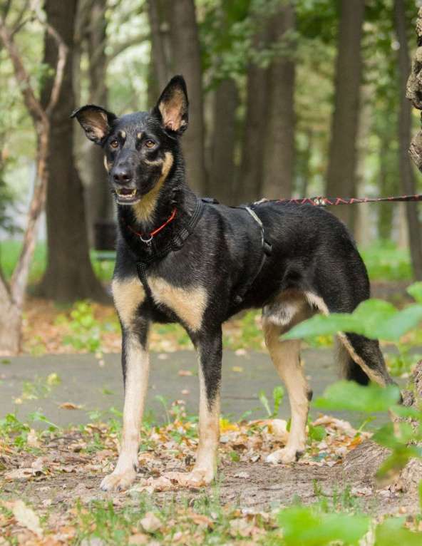 Собаки в Москве: Скромный Шеги Мальчик, Бесплатно - фото 4