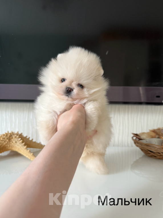 Собаки в Москве: Мини мальчик Мальчик, 30 000 руб. - фото 1