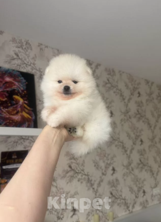 Собаки в Москве: Мальчик крем Мальчик, 30 000 руб. - фото 1