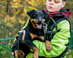 Собаки в Москве: Милый добрый парень Кекс Мальчик, 1 руб. - фото 5