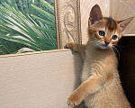 Кошки в Сальске: Абиссинские котята, 25 000 руб. - фото 2