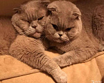 Кошки в Ливны: Британские котята, 10 000 руб. - фото 9