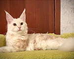 Кошки в Нижнем Новгороде: Продам кошечку мей-кун Девочка, 25 000 руб. - фото 1