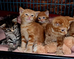 Кошки в Хабаровске: Котята «Мейн -кун» ищут родителей Мальчик, 15 000 руб. - фото 3