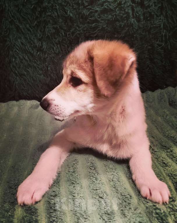 Собаки в Туле: Малышка ищет дом. Девочка, 1 руб. - фото 10