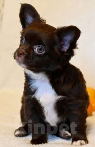 Собаки в Москве: Щенок чихуахуа длинношерстный Девочка, 60 000 руб. - фото 1