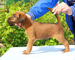 Собаки в Домодедово: Щенки ирландского терьера Мальчик, 50 000 руб. - фото 5
