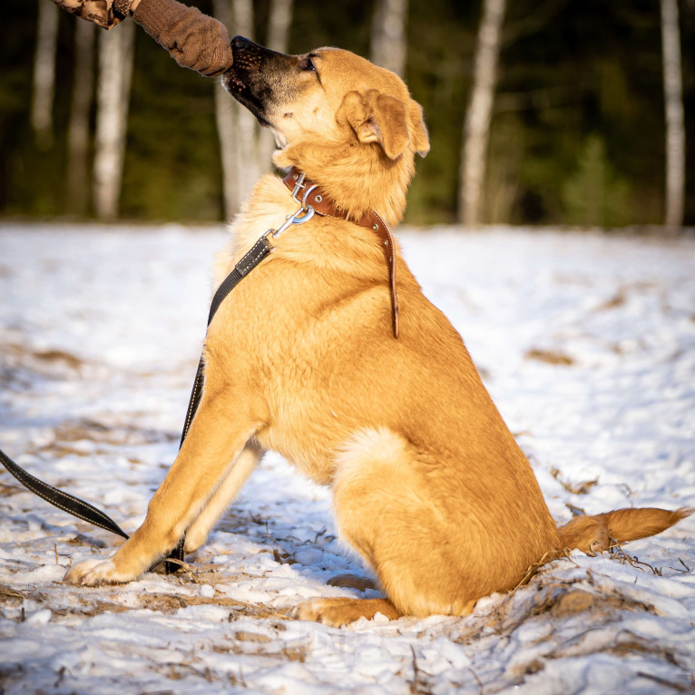 Собаки в Клине: Реджи — шаловливый пёсик Мальчик, Бесплатно - фото 9
