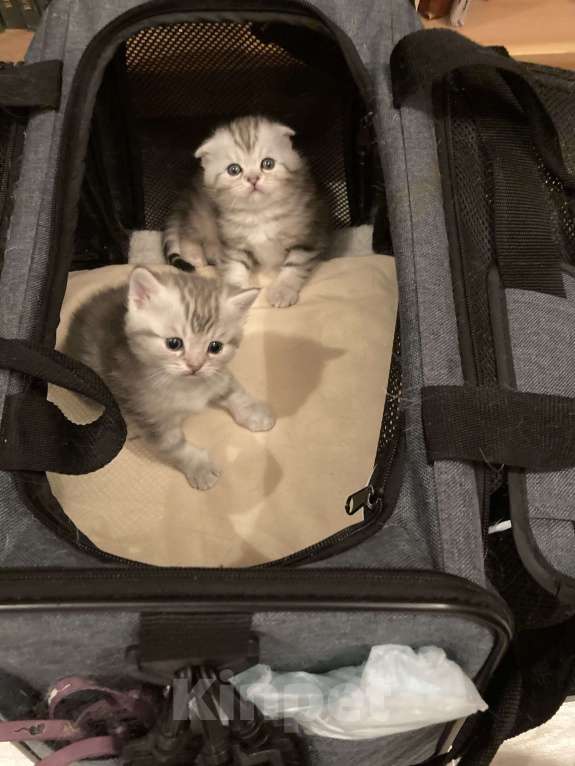 Кошки в Москве: Котята шотландские вислоухие и прямоухие Мальчик, 15 000 руб. - фото 2