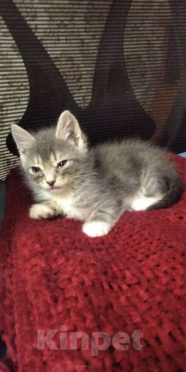 Кошки в Томске: Котёнок в добрые руки Девочка, Бесплатно - фото 7