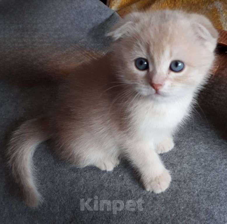 Кошки в Санкт-Петербурге: Котенок золотисто лилового окраса Мальчик, 20 000 руб. - фото 3