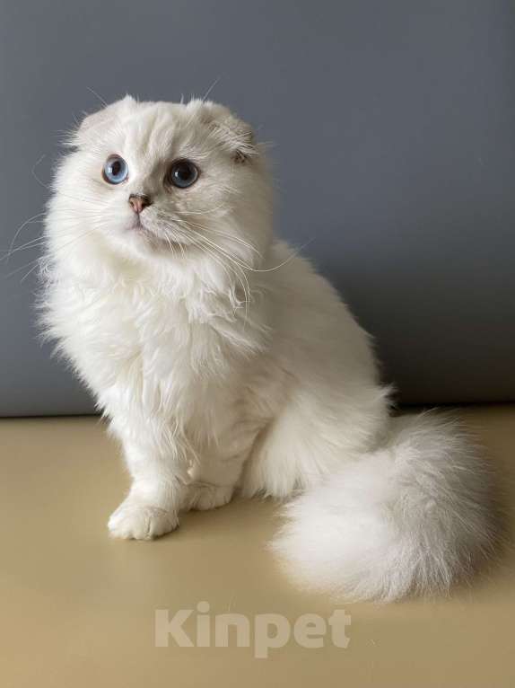 Кошки в Москве: Голубоглазик Мальчик, 30 000 руб. - фото 3