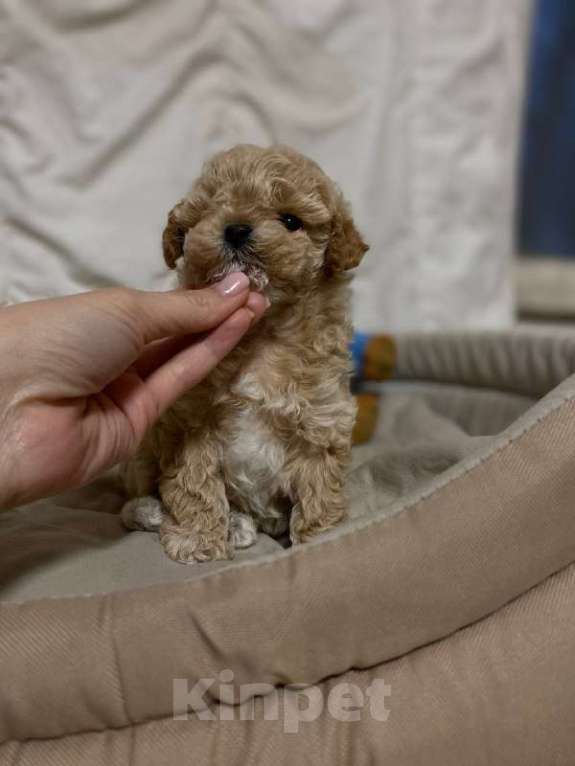 Собаки в Ростове-на-Дону: Щенок мальтипу f1 Девочка, 130 000 руб. - фото 2