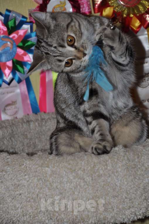 Кошки в Москве: Шотландская прямоухая Девочка, 8 000 руб. - фото 2