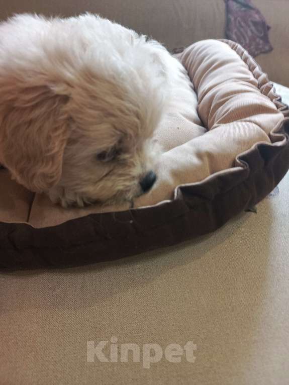 Собаки в других городах Курской области: Мальчик Марсель Мальчик, 15 000 руб. - фото 4