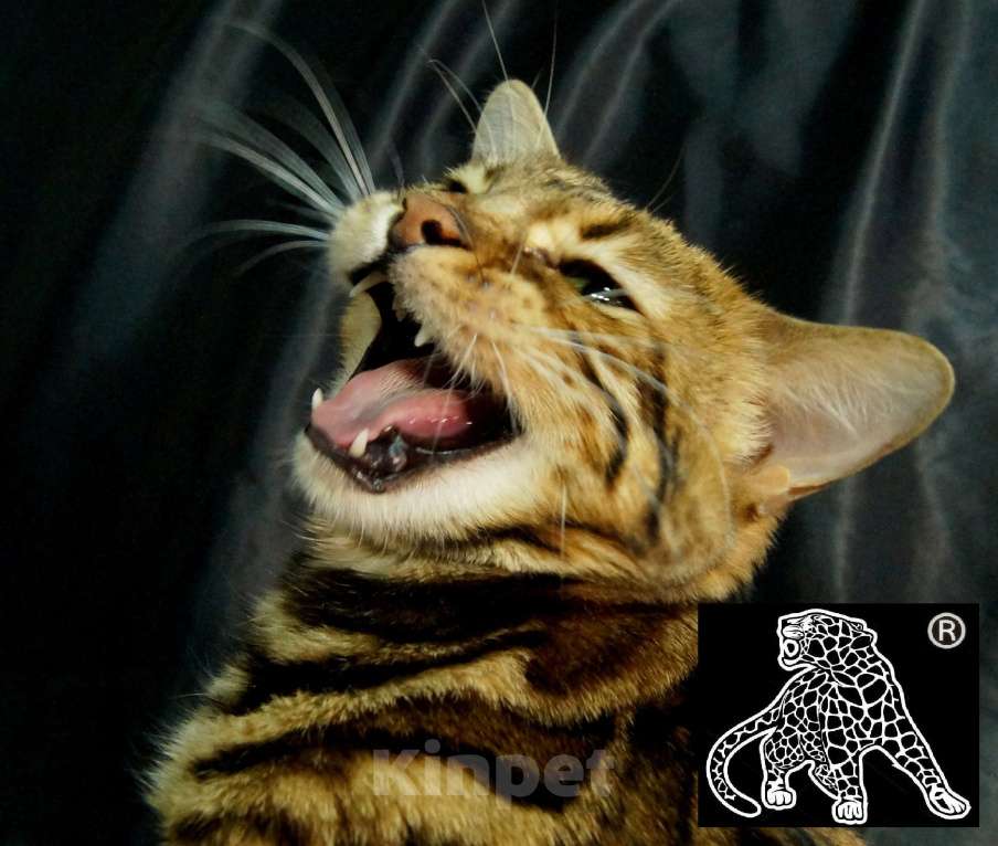 Кошки в Петропавловске-Камчатском: Бенгальский котенок. ШОУ класс Девочка, Бесплатно - фото 4