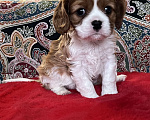 Собаки в Москве: Девочка кавалерочка Девочка, 85 000 руб. - фото 1