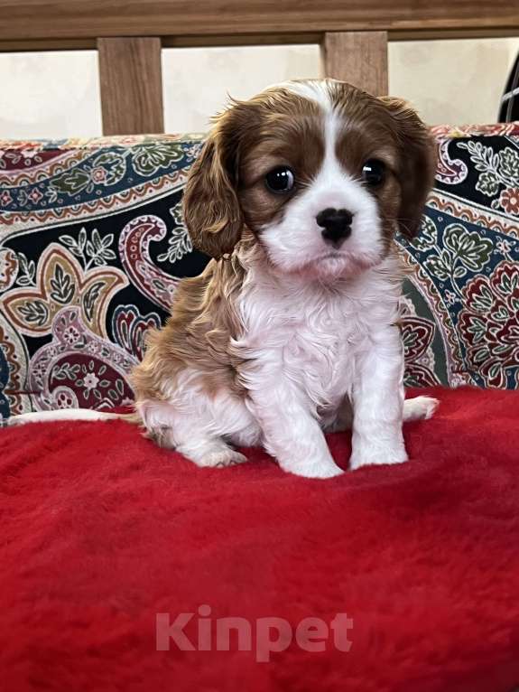 Собаки в Москве: Девочка кавалерочка Девочка, 85 000 руб. - фото 1