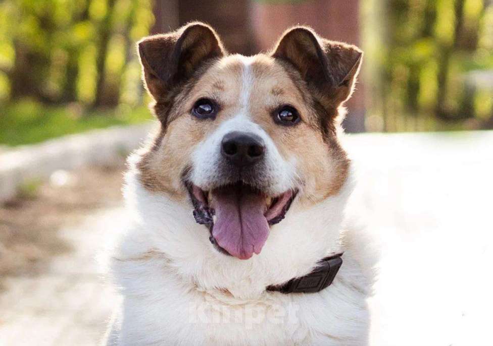 Собаки в Москве: Бомбей Мальчик, Бесплатно - фото 2