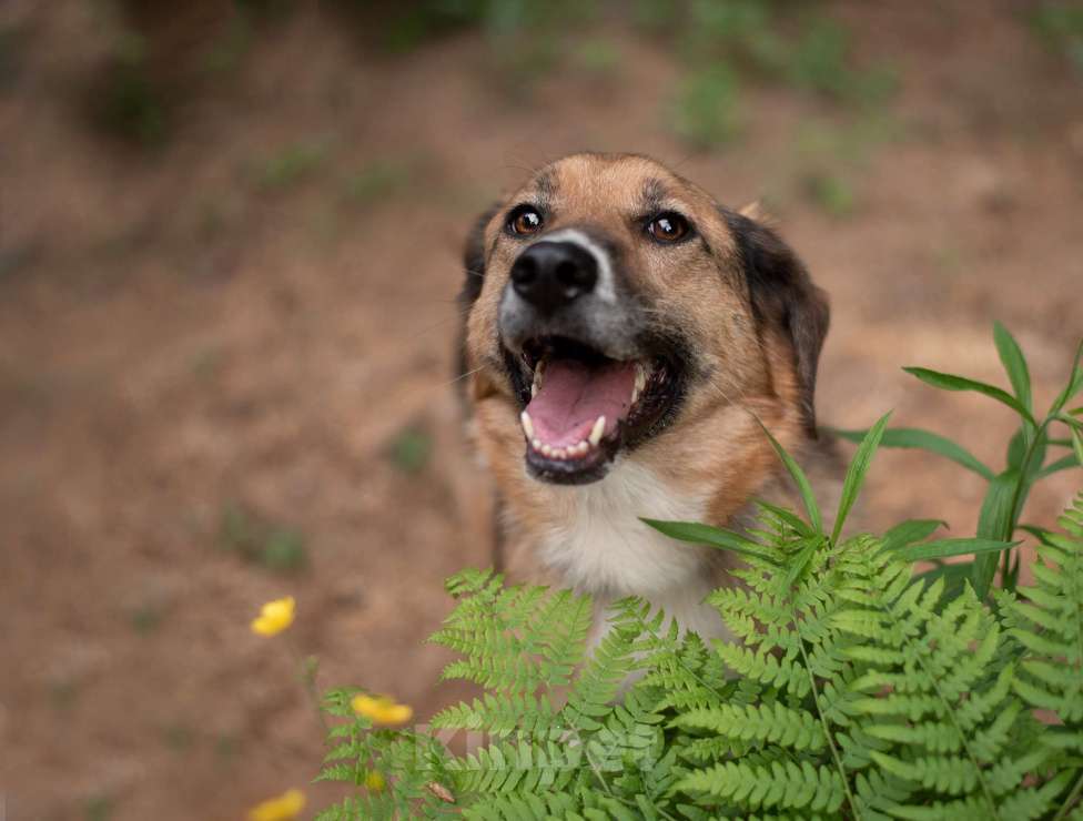 Собаки в Ногинске: Красавица Самара ищет дом Девочка, Бесплатно - фото 7