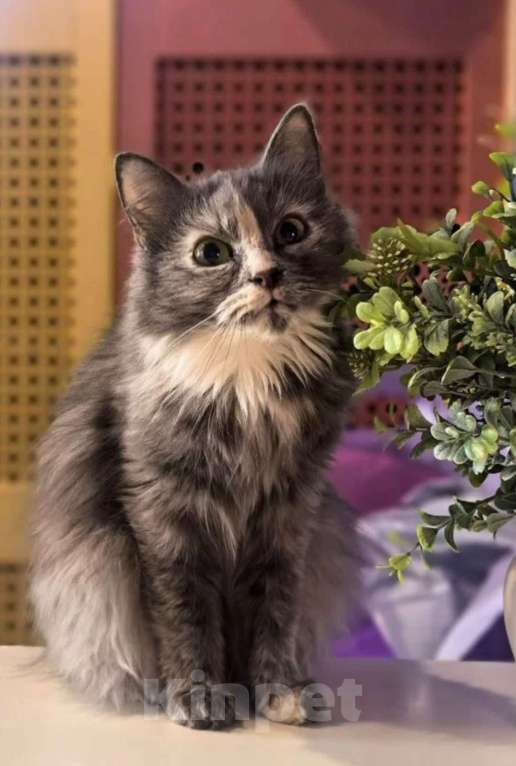 Кошки в Химках: СИНТИ: в поисках дома и любящего сердца Девочка, Бесплатно - фото 1