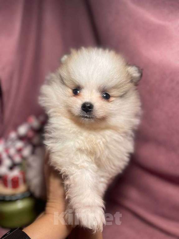 Собаки в Москве: Померанский шпиц мальчик  Мальчик, 22 000 руб. - фото 1