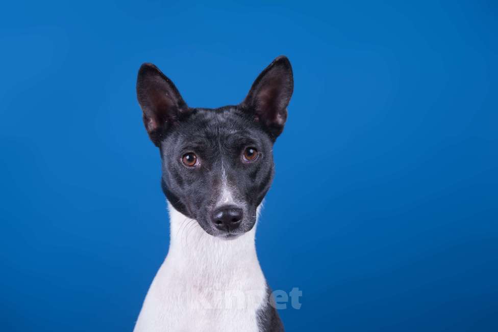 Собаки в Москве: Щенки басенджи черного окраса  Мальчик, 50 000 руб. - фото 5