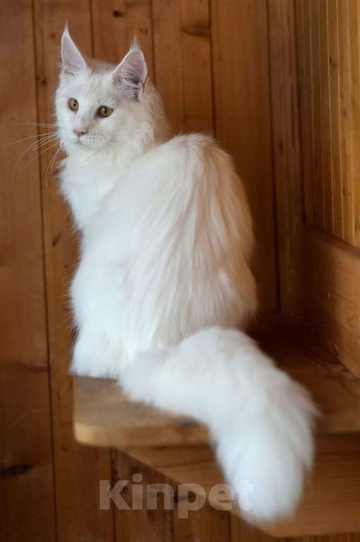 Кошки в Москве: Котенок 2 Мальчик, 1 руб. - фото 5