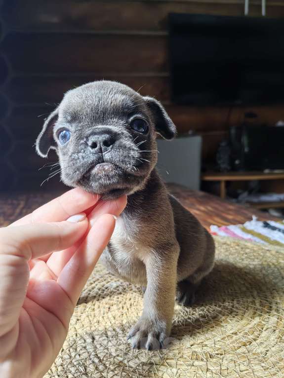 Собаки в Москве: Французский бульдог мальчик голубых кровей  Мальчик, 40 000 руб. - фото 4