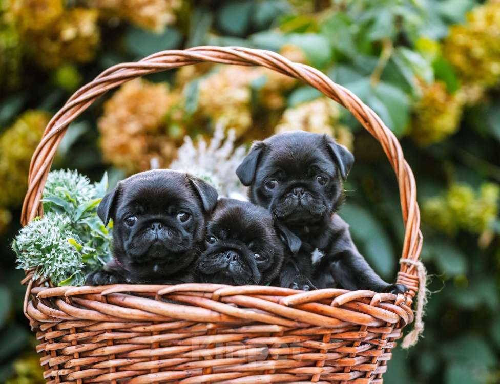 Собаки в Новосибирске: Мопс Скарлетт О'Хара Девочка, 60 000 руб. - фото 8