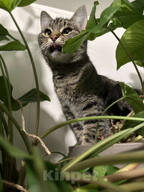 Кошки в Ростове-на-Дону: Кошечка Муся в добрые руки  Девочка, Бесплатно - фото 2