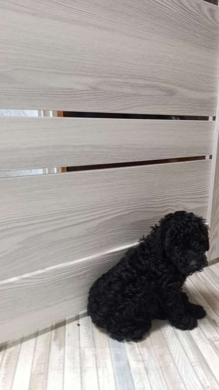 Собаки в Воронеже: Пудель миниатюра-той  Девочка, 30 000 руб. - фото 2