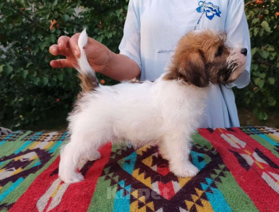 Собаки в Москве: Высокопородный щенок Джек Рассел терьера  Мальчик, Бесплатно - фото 2