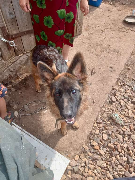 Собаки в Твери: Отдам собак в добрые руки Мальчик, 1 руб. - фото 5