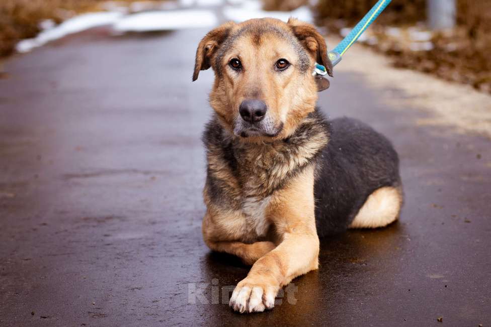 Собаки в Москве: Пёсик без одной лапки в добрые руки Мальчик, Бесплатно - фото 8