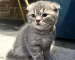 Кошки в Батайске: Шотландцы вислоухие 🐾 Мальчик, Бесплатно - фото 3