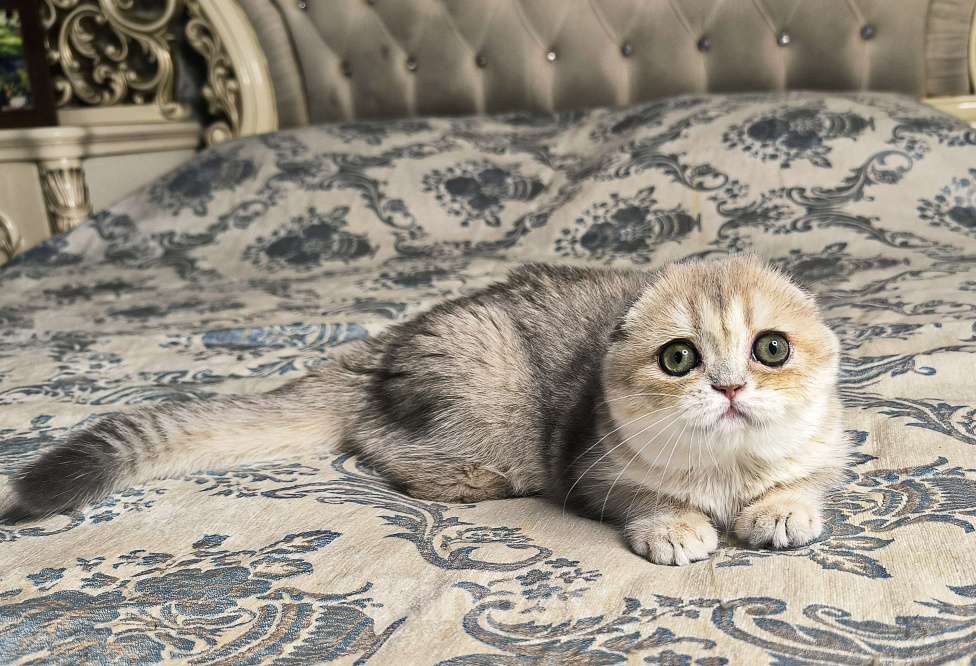Кошки в Санкт-Петербурге: Шотландский котенок золотая голубая шиншилла  Девочка, 50 000 руб. - фото 4