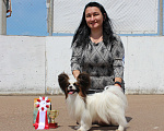Собаки в Уфе: Папийон кобель для вязки Мальчик, 15 000 руб. - фото 4