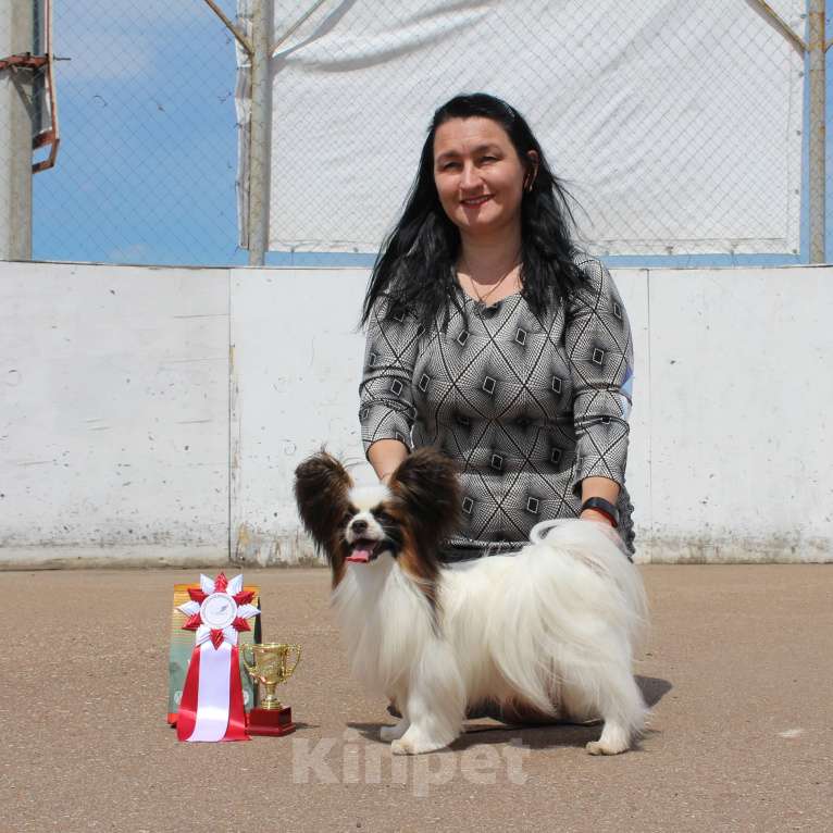 Собаки в Уфе: Папийон кобель для вязки Мальчик, 15 000 руб. - фото 4