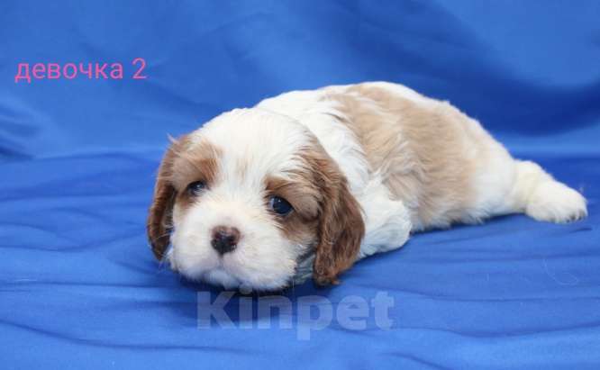 Собаки в Москве: Щенки кавалер кинг чарльз спаниель Девочка, 60 000 руб. - фото 2