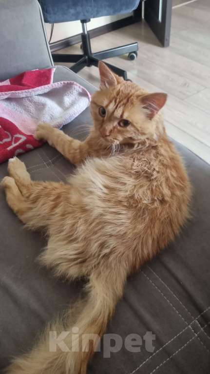 Кошки в Красноярске: Рыжый кот ищет добрых хозяев  Мальчик, Бесплатно - фото 6