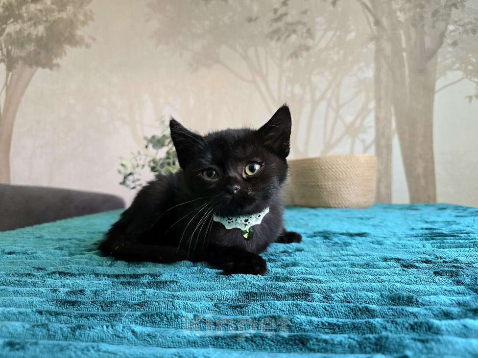 Кошки в Хабаровске: Девон-рекс мальчик Мальчик, 5 000 руб. - фото 8