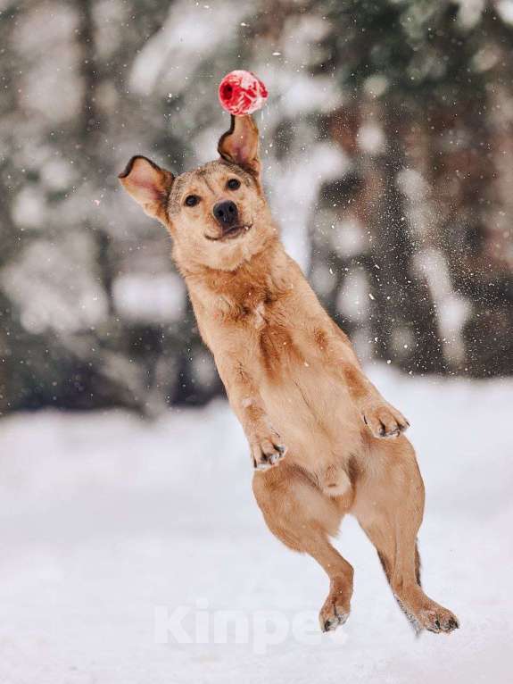Собаки в Наро-Фоминске: Ярик якутенок Мальчик, Бесплатно - фото 2