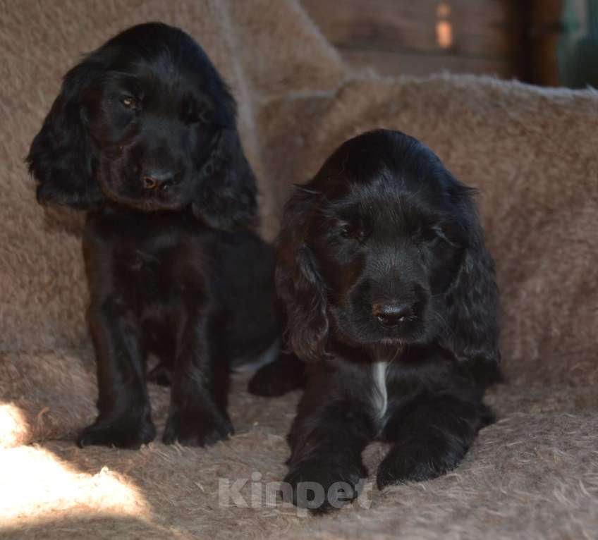 Собаки в Зеленограде: Английский кокер спаниель щенки Мальчик, 40 000 руб. - фото 2