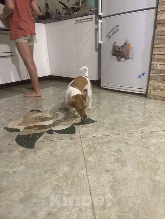 Собаки в Ивантеевке: Найдена собака! Девочка, 1 руб. - фото 2