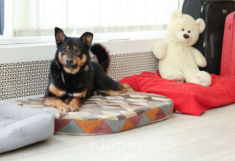 Собаки в Москве: Общительный и ласковый пёс Баграй в добрые руки Мальчик, Бесплатно - фото 2