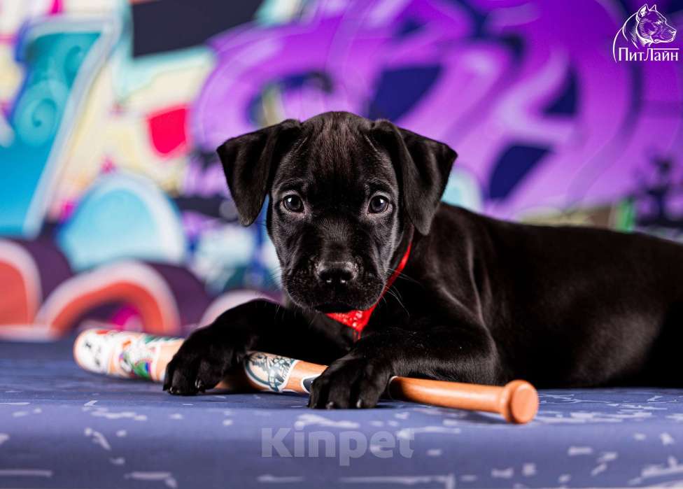 Собаки в Ульяновске: Американский питбультерьер, щенок Мальчик, Бесплатно - фото 5