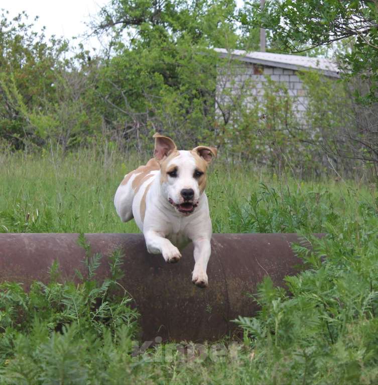 Собаки в Волгограде: Очень красивая молодая сука ам стафф терьера Девочка, 45 000 руб. - фото 2